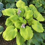 Big Red Hosta