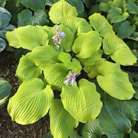Big Red Hosta