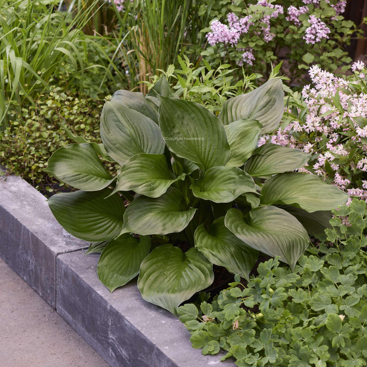 Black Onyx Hosta Courtesy of Heemskerk 