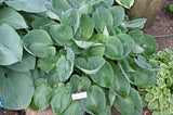 Black Hills Hosta