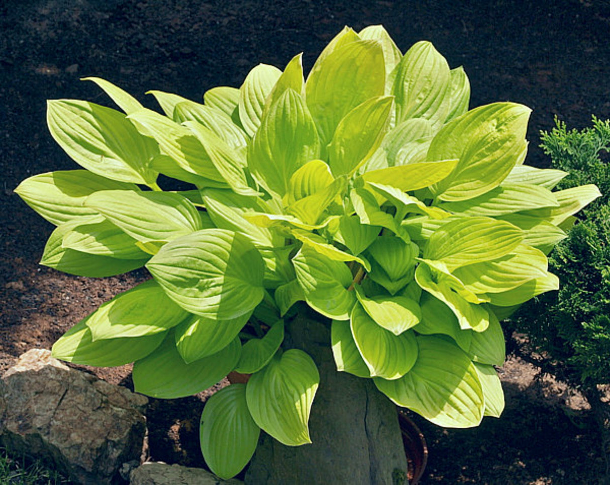 Blackfoot Hosta