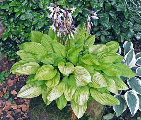 Blackfoot Hosta