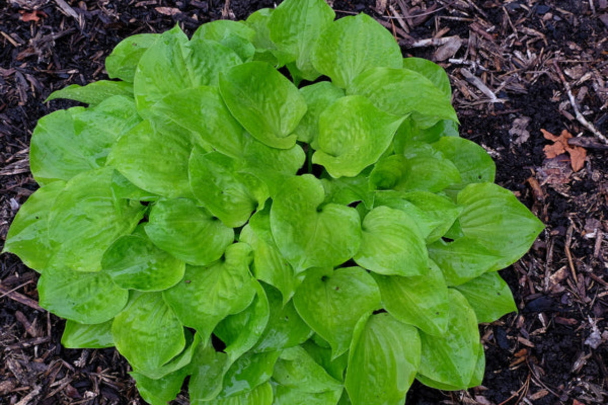 Blonde Ambition Hosta