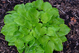 Blonde Ambition Hosta