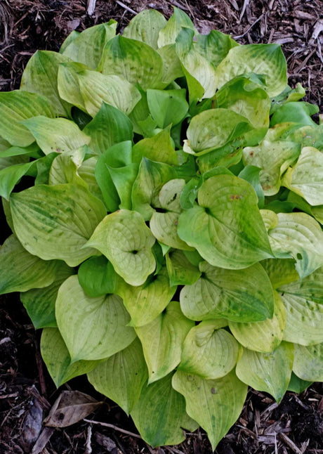 Blonde Ambition Hosta