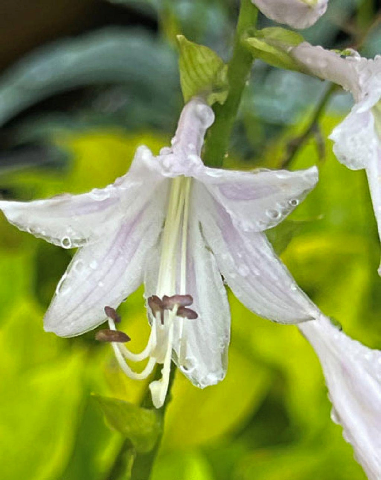 Blonde Ambition Hosta