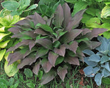 Bloodline Hosta Courtesy of The Hosta Library