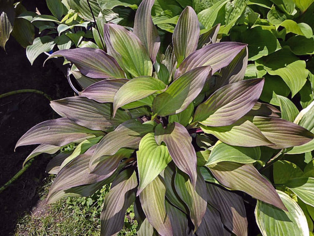 Bloodline Hosta Courtesy of The Hosta Library