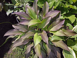 Bloodline Hosta Courtesy of The Hosta Library