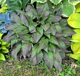 Bloodline Hosta Courtesy of The Hosta Library
