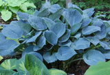 Blue Hawaii Hosta