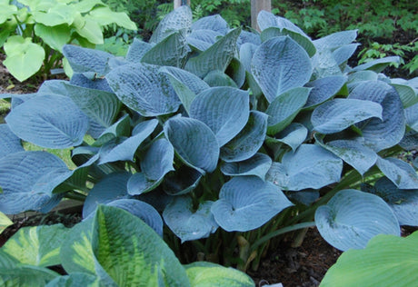 Blue Hawaii Hosta