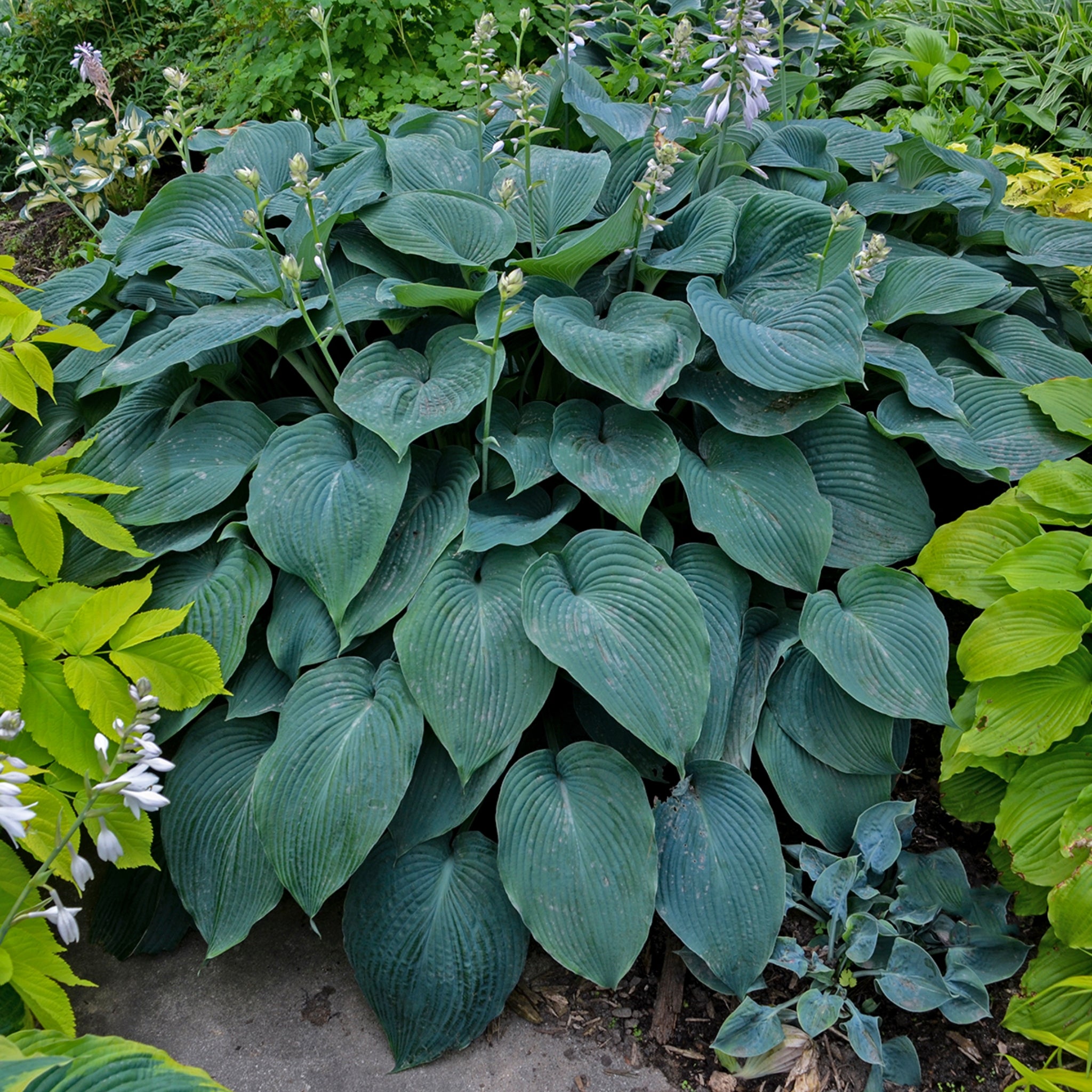 blue hosta plant indoor Blue Angel Hosta Giant Blue Hosta Plant Slug Resistant – NH Hostas