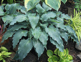 Blue Cascade Hosta