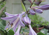 Blue Cascade Hosta