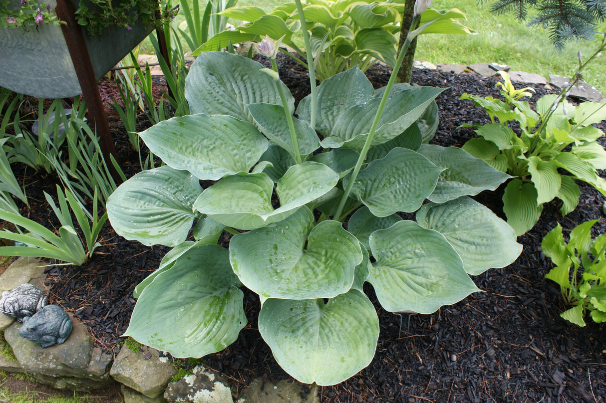 Blue Dolphin Hosta