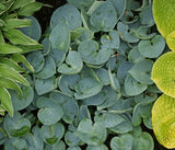 Blue Ice Hosta