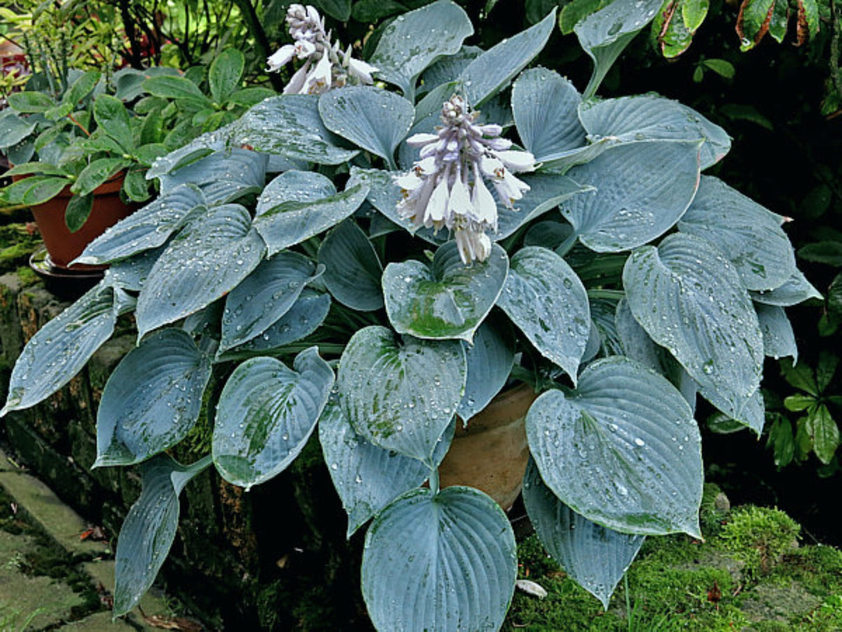 Blue Impression Hosta