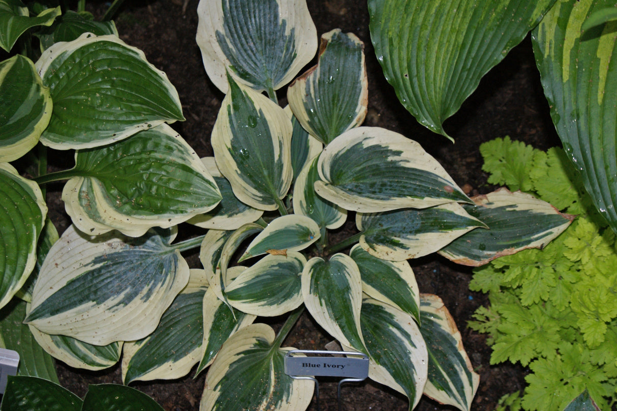 Blue Ivory Hosta PP19623 - 4.5 Inch Container
