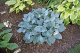 Blue Jay Hosta - 4.5 Inch Container