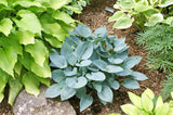 Blue Jay Hosta - 4.5 Inch Container