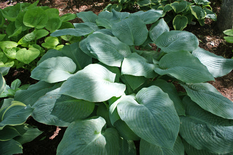 Blue Mammoth Hosta - 4.5 Inch Container