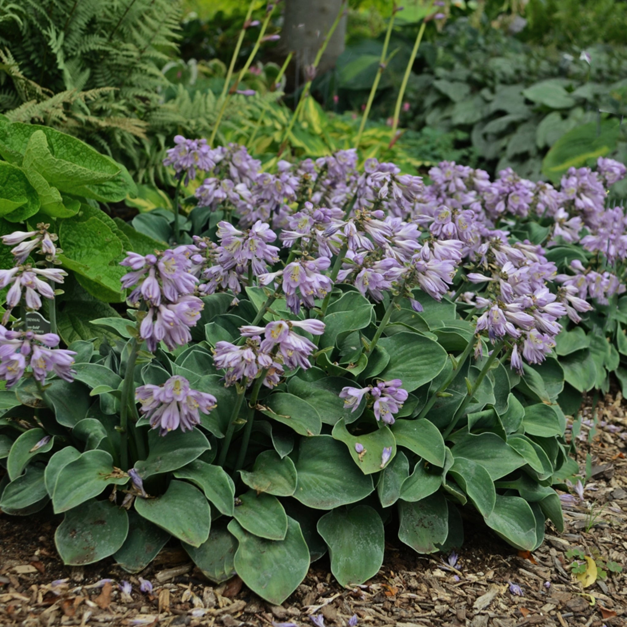 mouse ear succulent Blue Mouse Ears Hosta Miniature Blue Hosta Plant Slug Resistant – NH Hostas