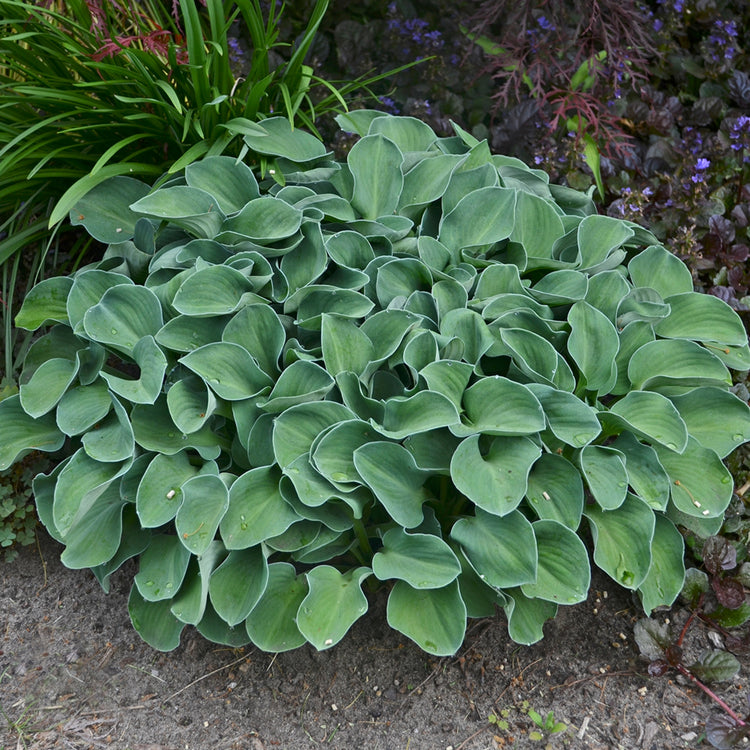 Buy Small Hosta Plants Online - 9 To 14 Inches Tall – NH Hostas
