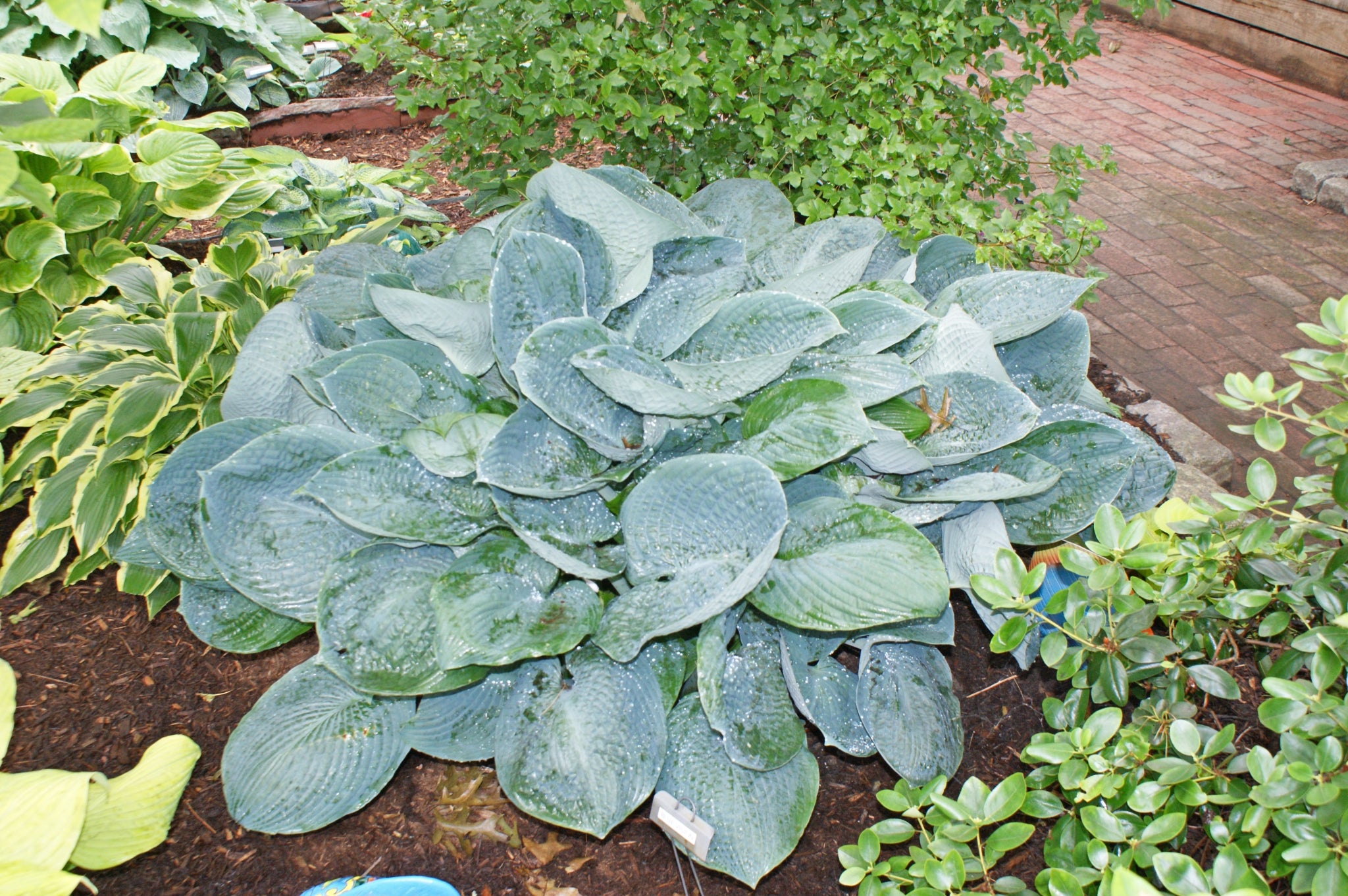 Blue Vision Hosta