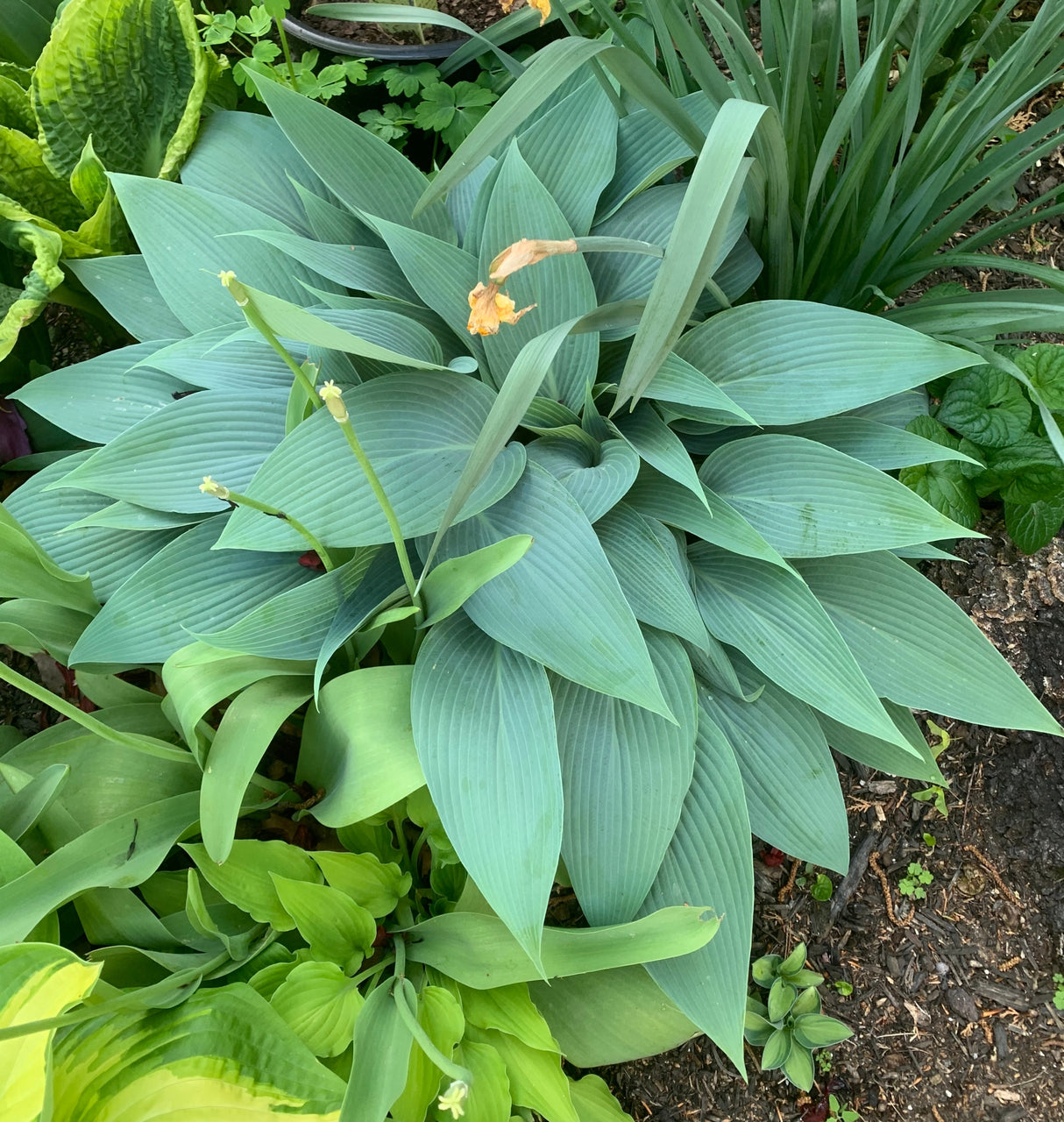 Blue Tooth Hosta