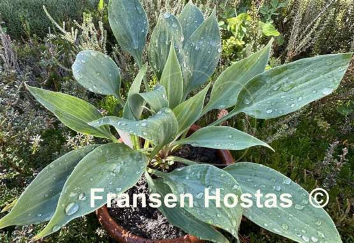 Blueberry Crumble Hosta