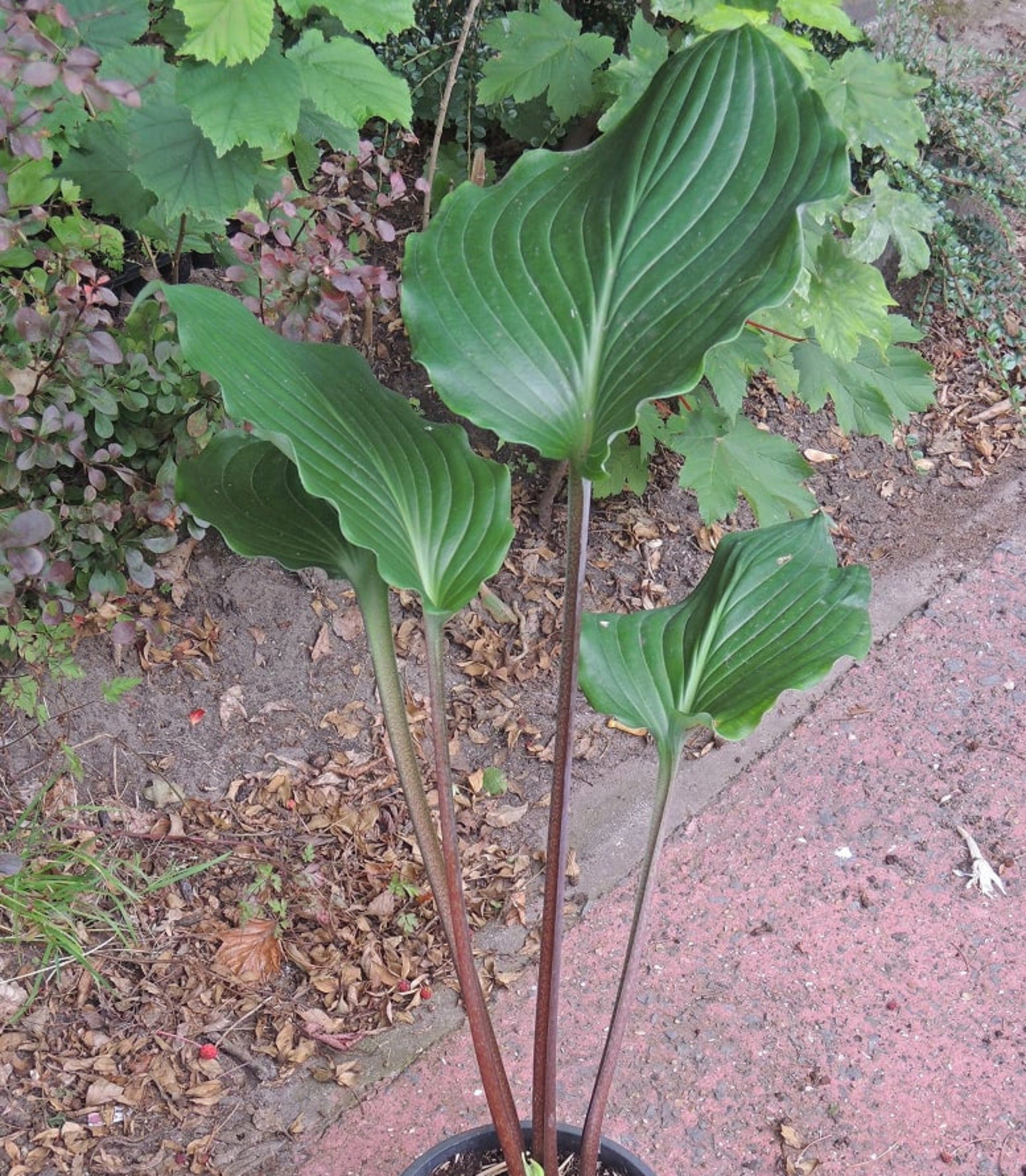 Bonfire Akagi Hosta – NH Hostas