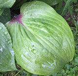 Bordeaux Hosta