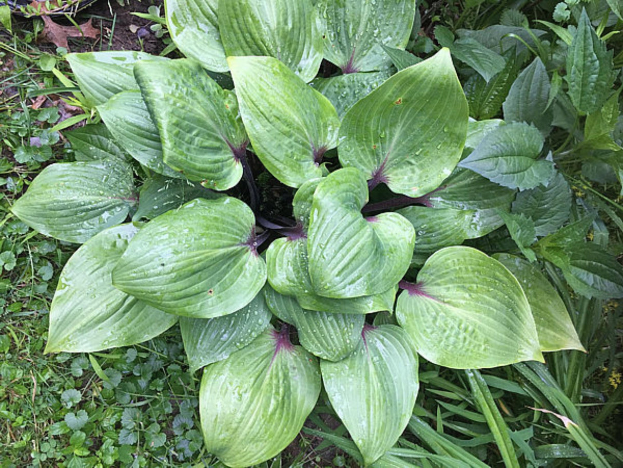 Bordeaux Hosta