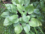 Bordeaux Hosta
