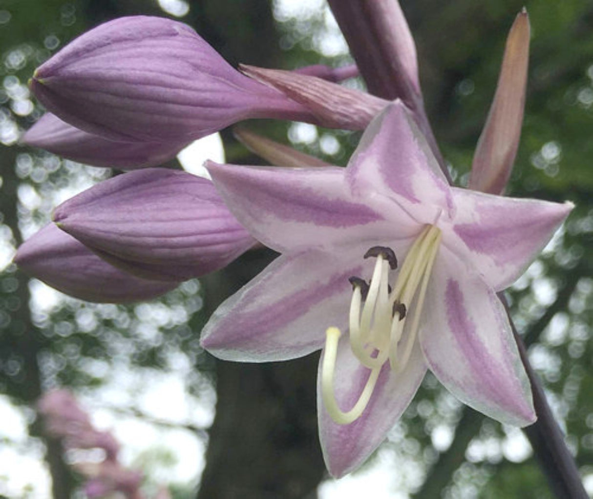 Bordeaux Hosta