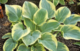 Breakwater Hosta