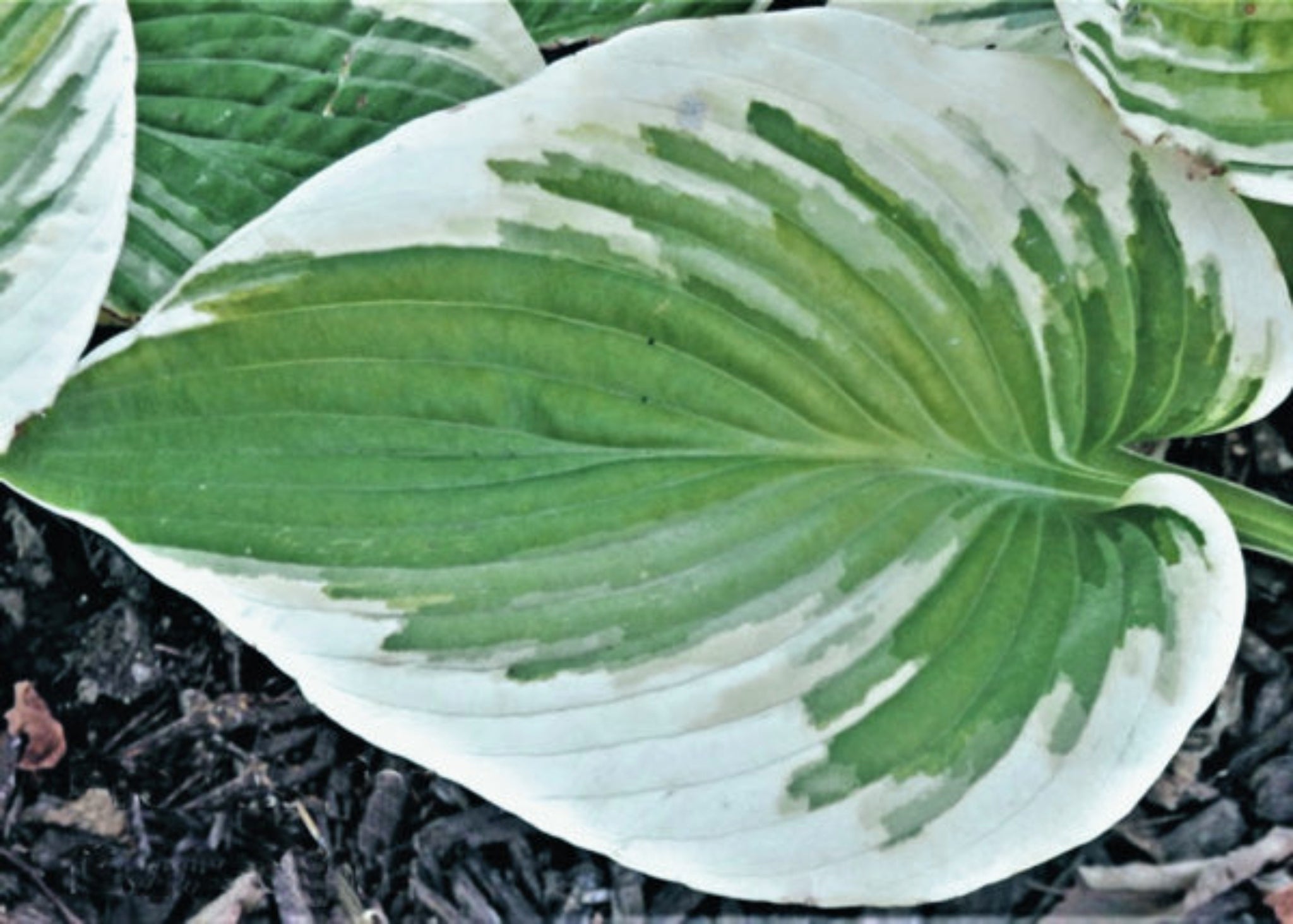 Breakwater Hosta – NH Hostas
