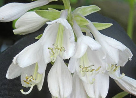 Breakwater Hosta