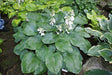 Bressingham Blue Hosta
