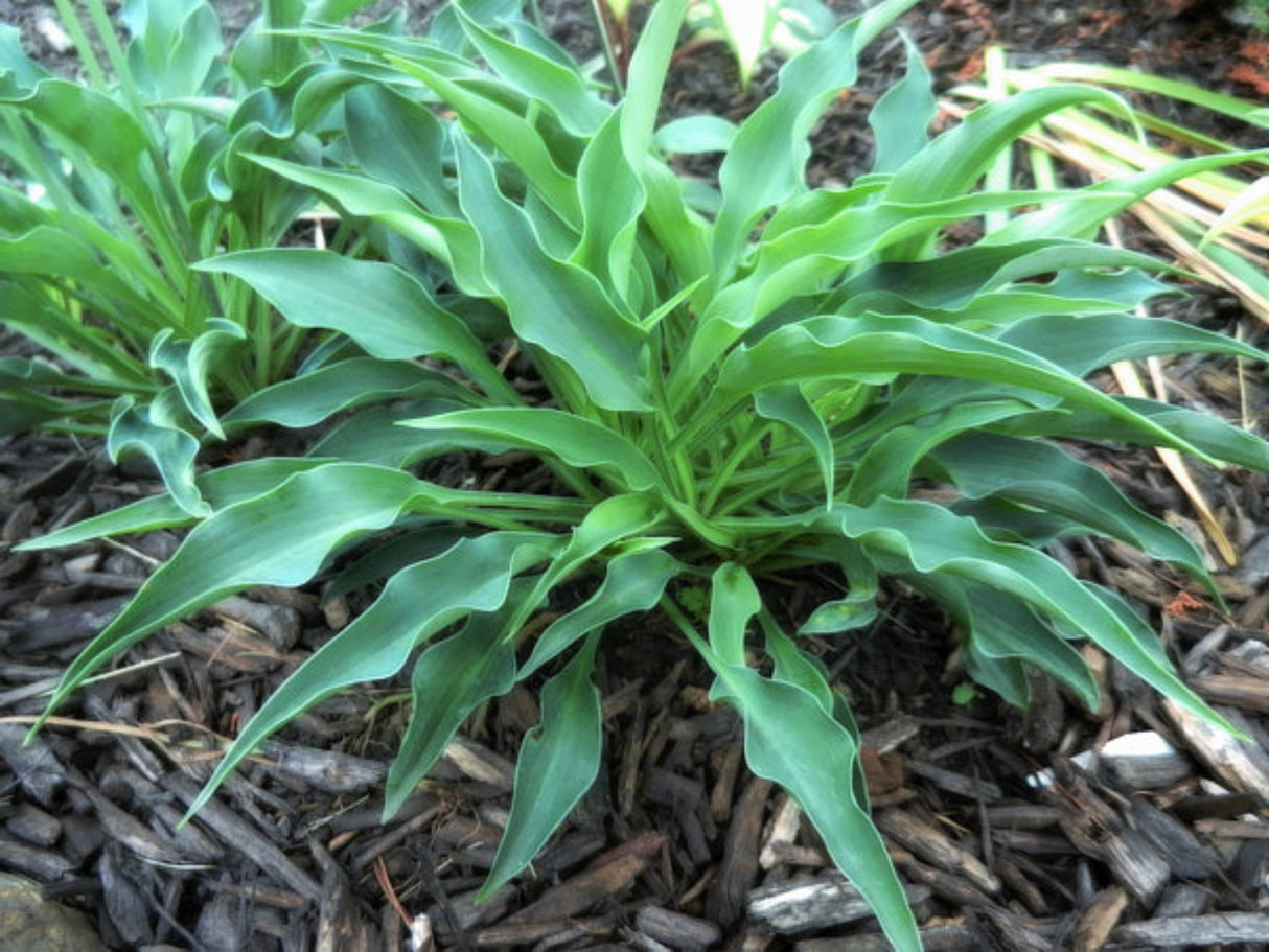 Briar Patch Hosta