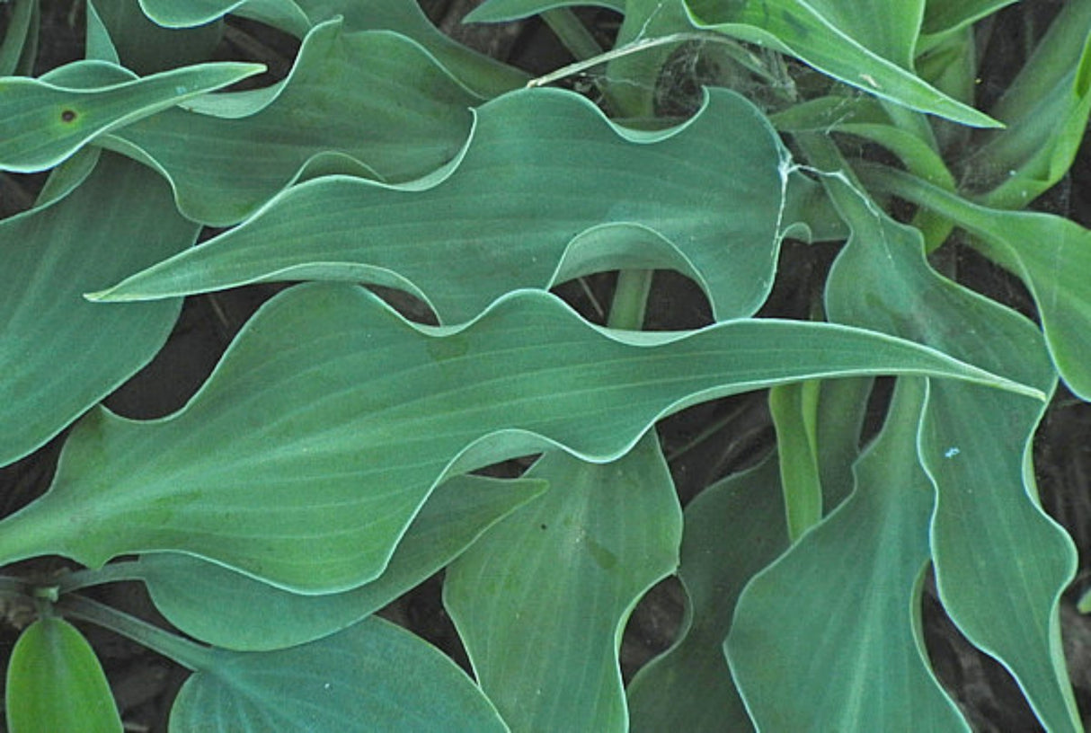 Briar Patch Hosta