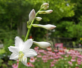 Briar Patch Hosta