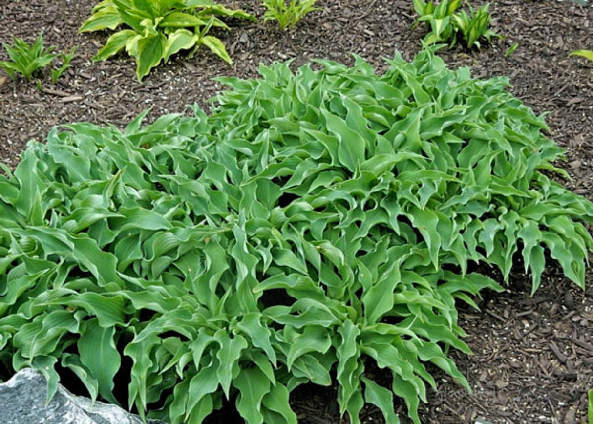 Briar Patch Hosta