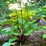 Bricks 'n Ivy Hosta