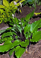 Bricks 'n Ivy Hosta