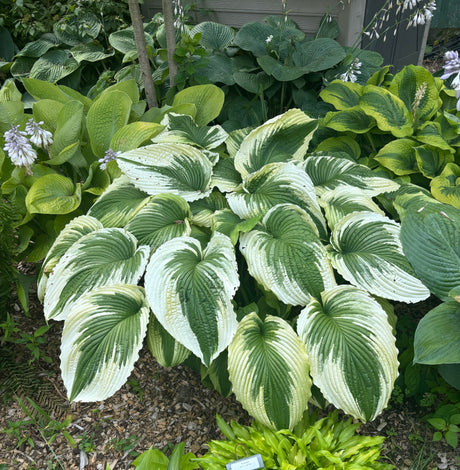 Bridal Falls Hosta