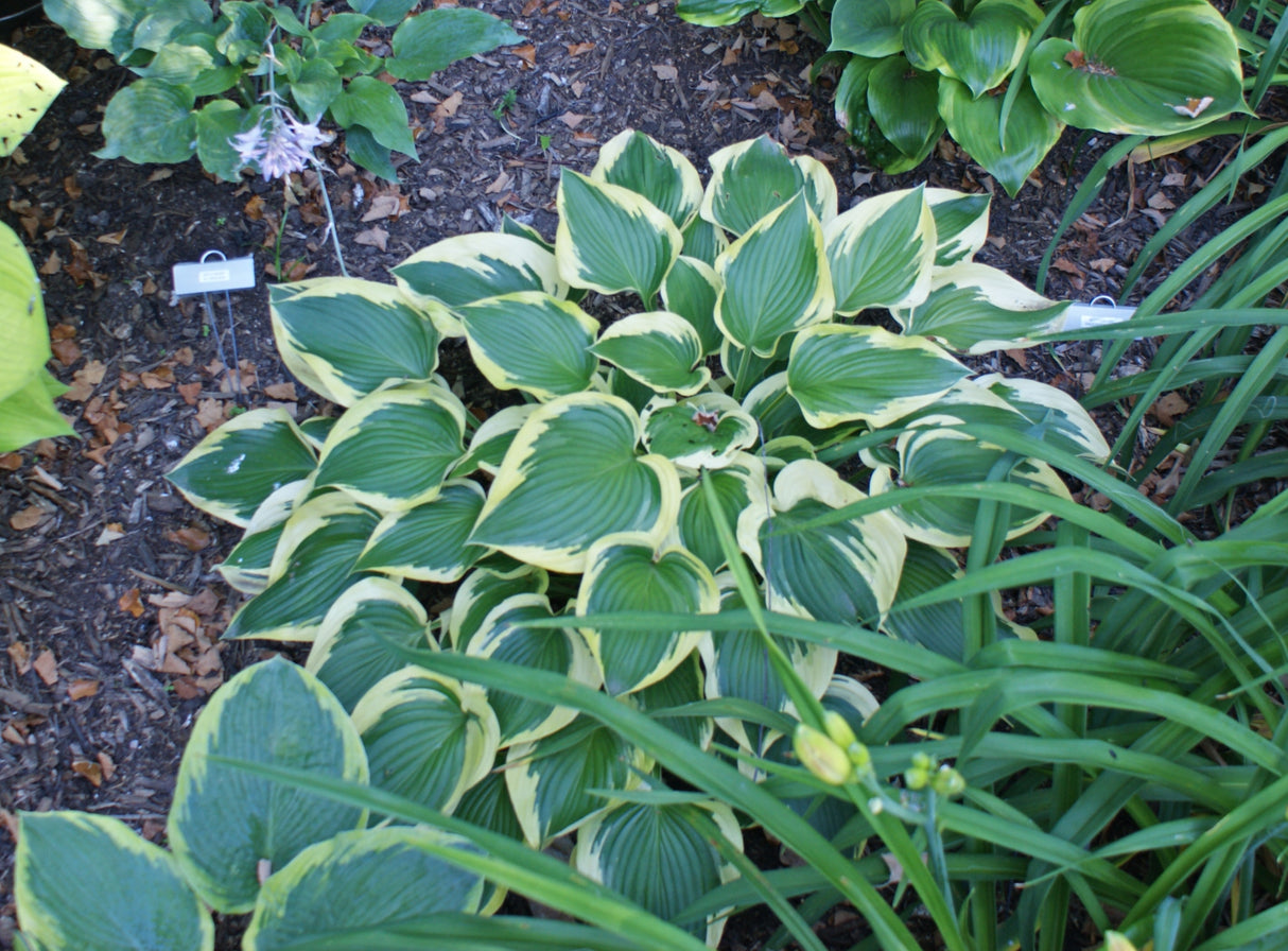 Broad Band Hosta - 4.5 Inch Container