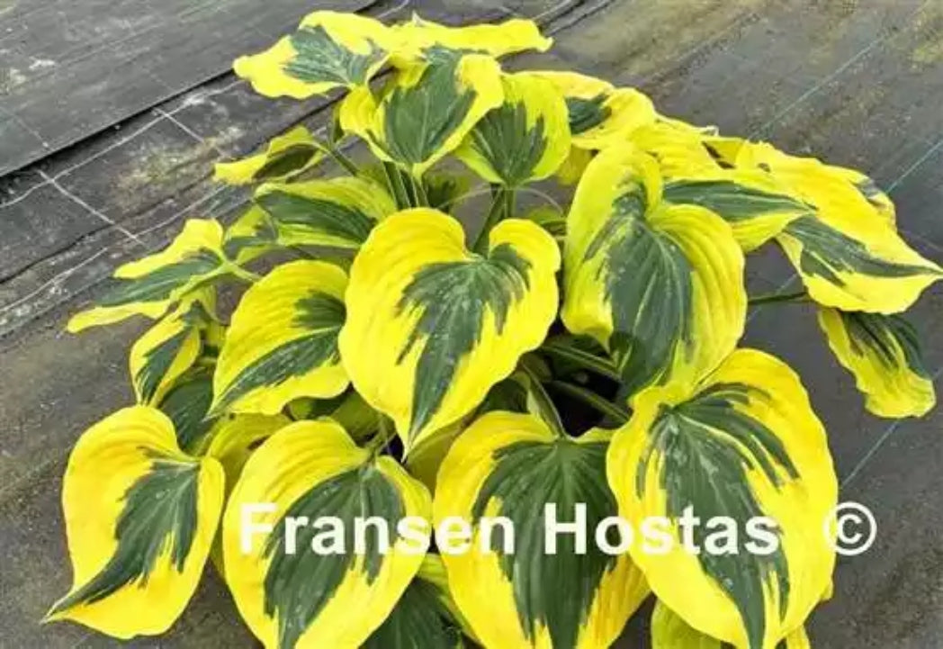 Broad Smile Hosta