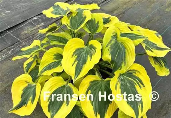 Broad Smile Hosta